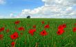 Poppy flowers on field Wallpaper Preview