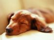 Sleeping dog Wallpaper Preview