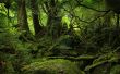 Lush vegetation Wallpaper Preview