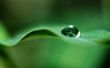 Rain drop on a leaf Wallpaper Preview