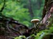 Single mushroom Предпросмотр Обоев