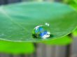 Water drop on leaf Предпросмотр Обоев