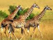 Giraffe trio Предпросмотр Обоев