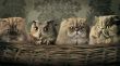 Manipulated pets Wallpaper Preview