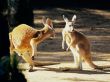 Kangaroo talk Предпросмотр Обоев