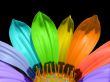 Multicolor petals Предпросмотр Обоев