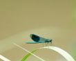 Little blue dragonfly Предпросмотр Обоев