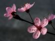 Plum blossoming Предпросмотр Обоев