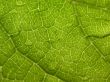 Leaf weaves Wallpaper Preview