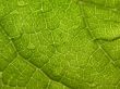 Leaf weaves Предпросмотр Обоев