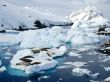 Seals on island Предпросмотр Обоев