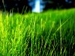 Green grass contrast Предпросмотр Обоев
