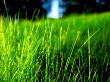 Green grass contrast Wallpaper Preview