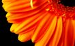 Orange flower petals Wallpaper Preview