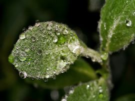 Leaf with drops Обои