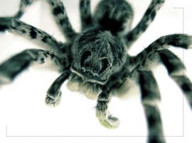 Tarantula up close Wallpaper