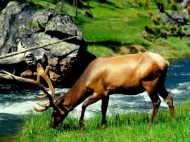 Deer eating grass Wallpaper