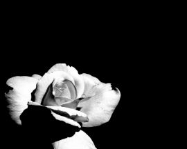 White pale rose Обои
