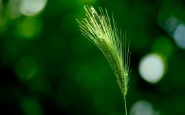 Green wheat Обои