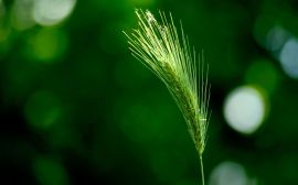 Green wheat Wallpaper