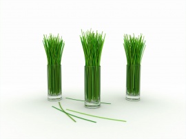 Lemon grass Wallpaper