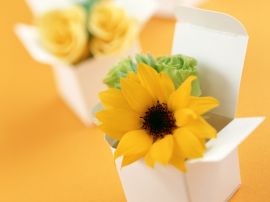 Boxed sunflower Обои