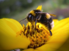Bee on yellow flower Wallpaper