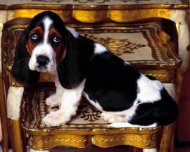 Basset hound puppy Обои