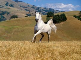 Beautiful white horse Wallpaper