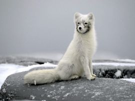 Polar fox Wallpaper
