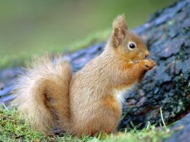 Squirrel eating Wallpaper