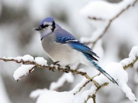 Cyanocitta Cristata Обои