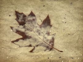 Leaf in sand Wallpaper