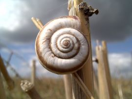 Snail on corn Wallpaper