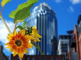 Sunflower focus Wallpaper