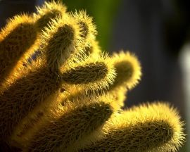 Cactus in sunlight Обои