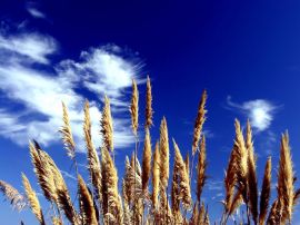 Plants and sky Wallpaper