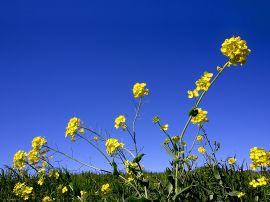 The flowers and sky Wallpaper