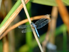Blue dragonfly Обои
