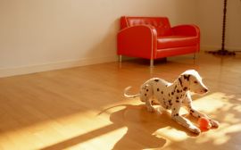 Playful dalmatian Обои