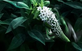 Green insect Wallpaper