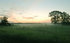 Green field and mist Обои