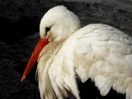 White stork Обои