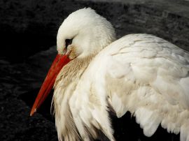 White stork Wallpaper