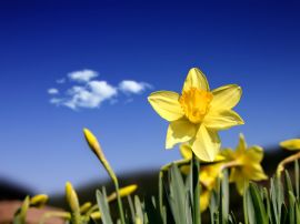 Beautiful daffodils Wallpaper