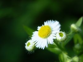 White flower close up Обои
