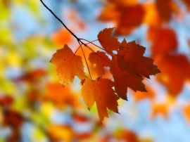 Maple leaves Wallpaper