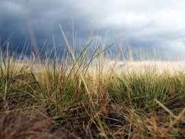 Autumn grass Wallpaper