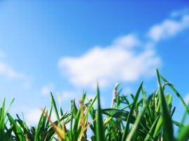 Grass and sky Wallpaper