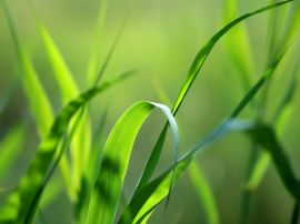 Green grass straws Wallpaper